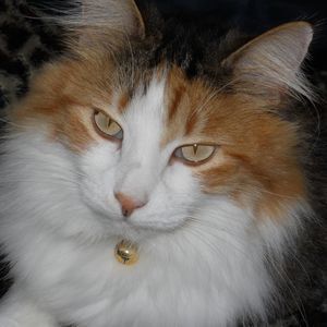 Meet your Posher, Ginni